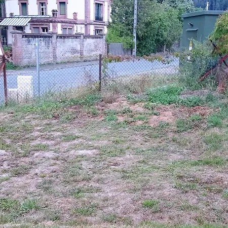 Glaieul *